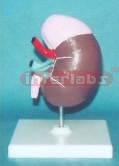 MIDDLE RIGHT KIDNEY MODEL